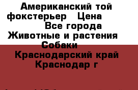 Американский той фокстерьер › Цена ­ 25 000 - Все города Животные и растения » Собаки   . Краснодарский край,Краснодар г.